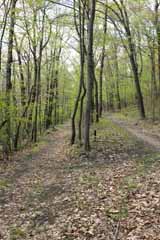 Five Mile Tree, Mauch Chunk Switchback