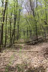 Five Mile Tree, Mauch Chunk Switchback