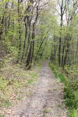 Five Mile Tree, Mauch Chunk Switchback