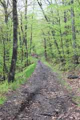 Five Mile Tree, Mauch Chunk Switchback