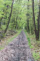 Five Mile Tree - Lentz Trail, Mauch Chunk Switchback