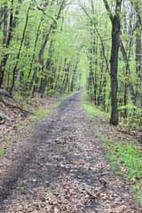 Five Mile Tree - Lentz Trail, Mauch Chunk Switchback