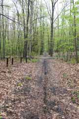 Five Mile Tree - Lentz Trail, Mauch Chunk Switchback