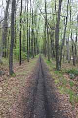 Five Mile Tree - Lentz Trail, Mauch Chunk Switchback