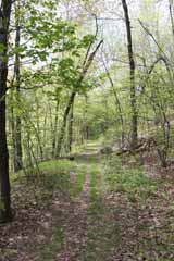 Five Mile Tree - Mt Jefferson, Mauch Chunk Switchback