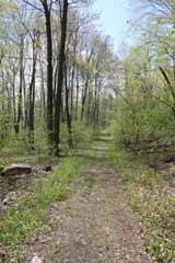 Five Mile Tree - Mt Jefferson, Mauch Chunk Switchback