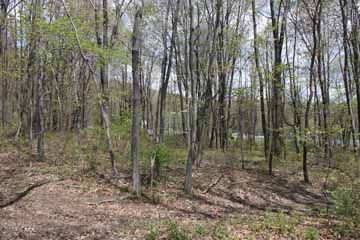 Five Mile Tree - Mt Jefferson, Mauch Chunk Switchback