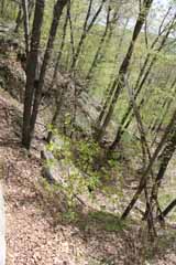 Hacklebernie Tunnel, Mauch Chunk Switchback