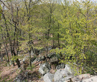 Mt Pisgah Trestle, Mauch Chunk Switchback