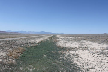 Historic Central Pacific Grade, Bovine