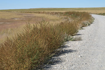 Historic Central Pacific Grade, Centre
